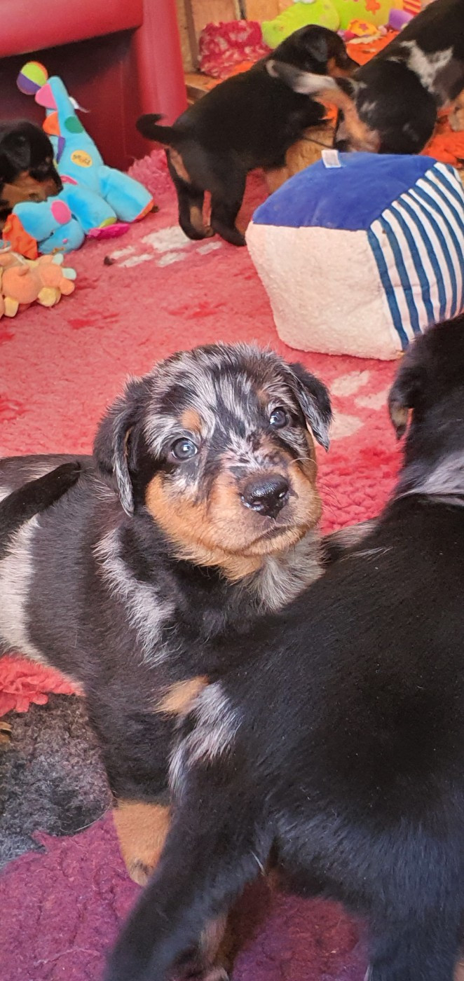 des fontaines de l'eau salée - Chiots disponibles - Berger de Beauce