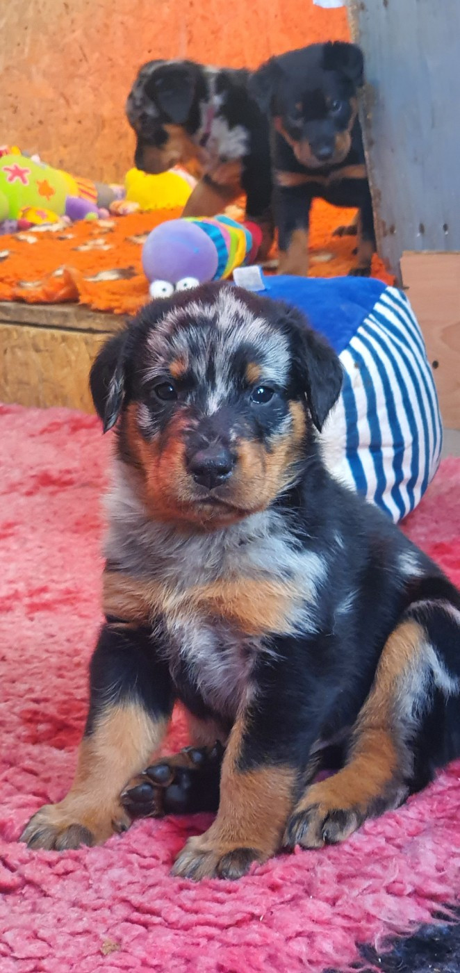 des fontaines de l'eau salée - Chiots disponibles - Berger de Beauce