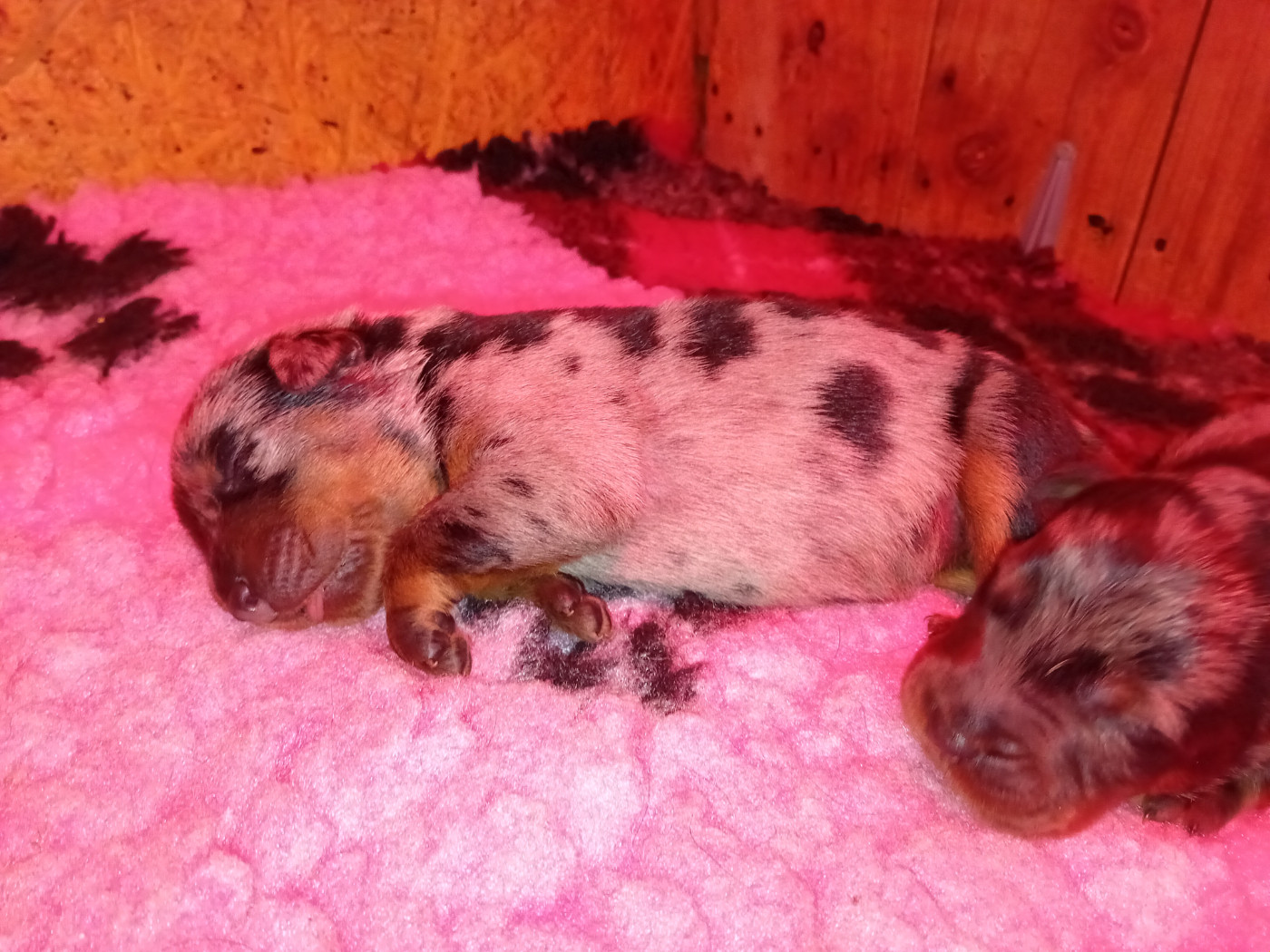des fontaines de l'eau salée - Chiots disponibles - Berger de Beauce