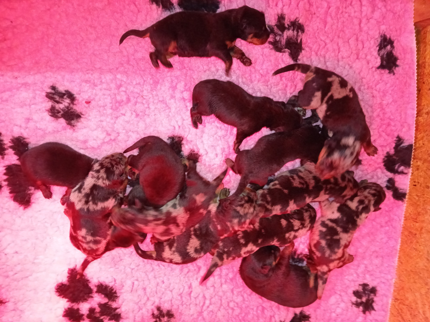 des fontaines de l'eau salée - Chiots disponibles - Berger de Beauce