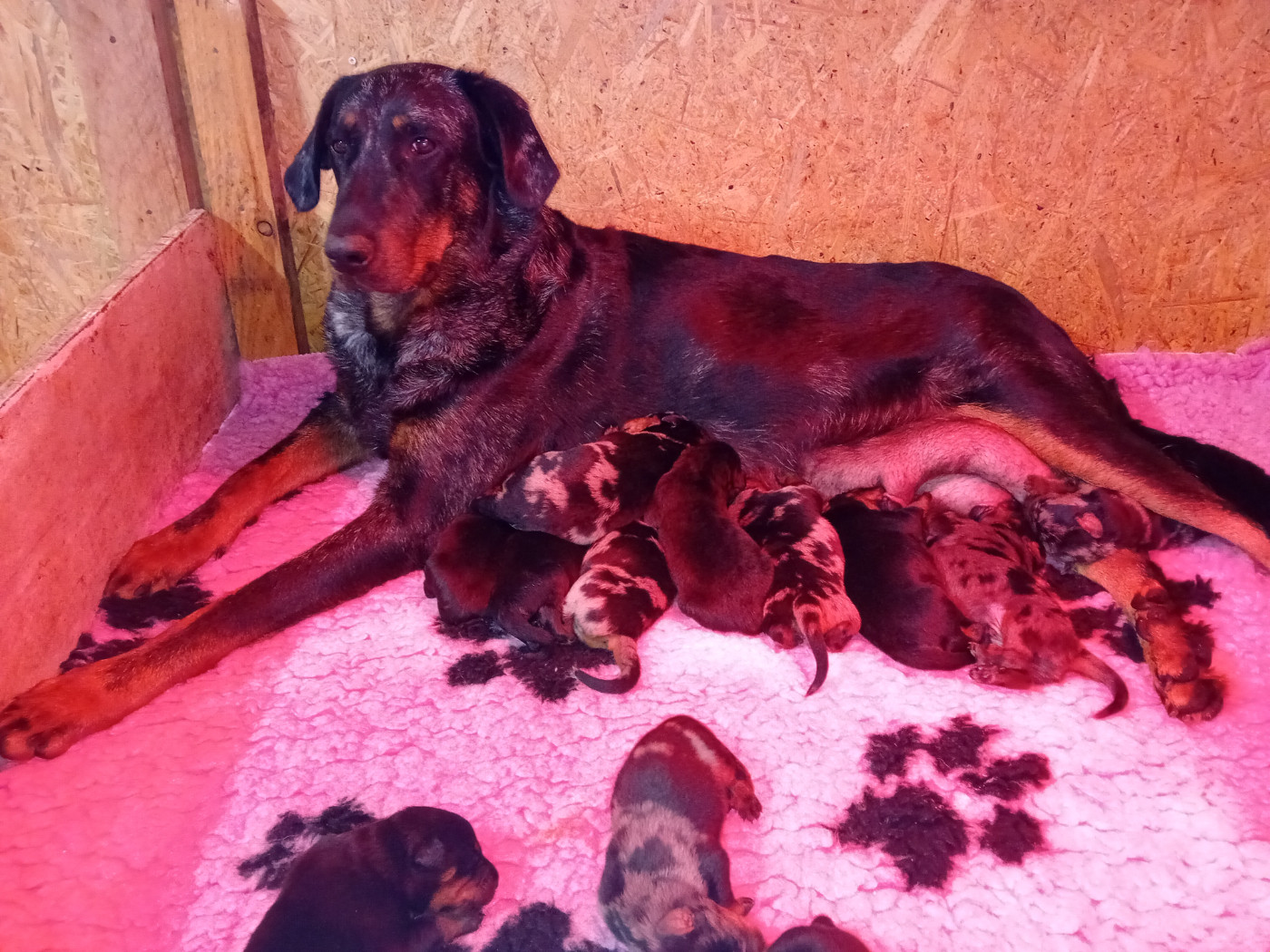 Chiot Berger de Beauce des fontaines de l'eau salée