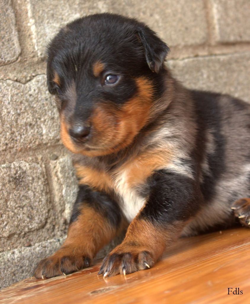 des fontaines de l'eau salée - Chiots disponibles - Berger de Beauce