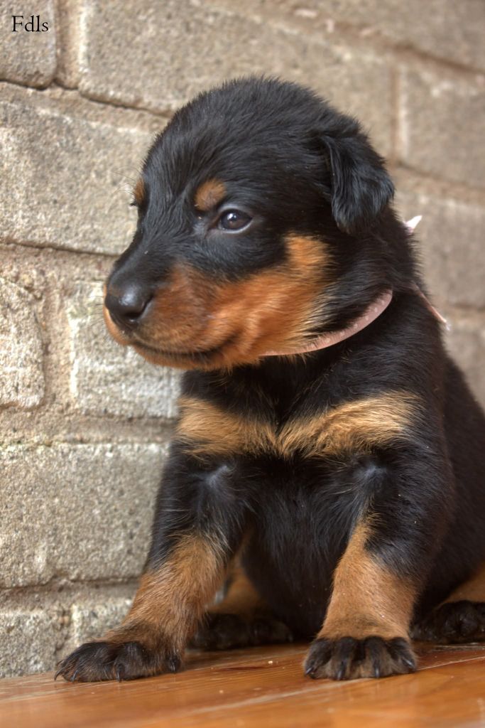des fontaines de l'eau salée - Chiots disponibles - Berger de Beauce