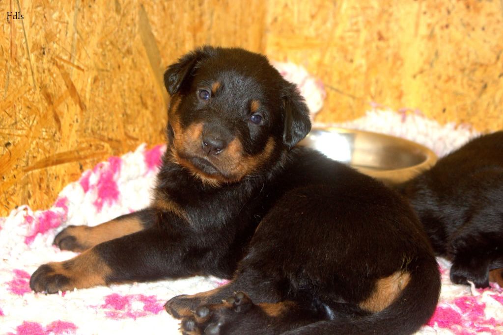 des fontaines de l'eau salée - Chiots disponibles - Berger de Beauce