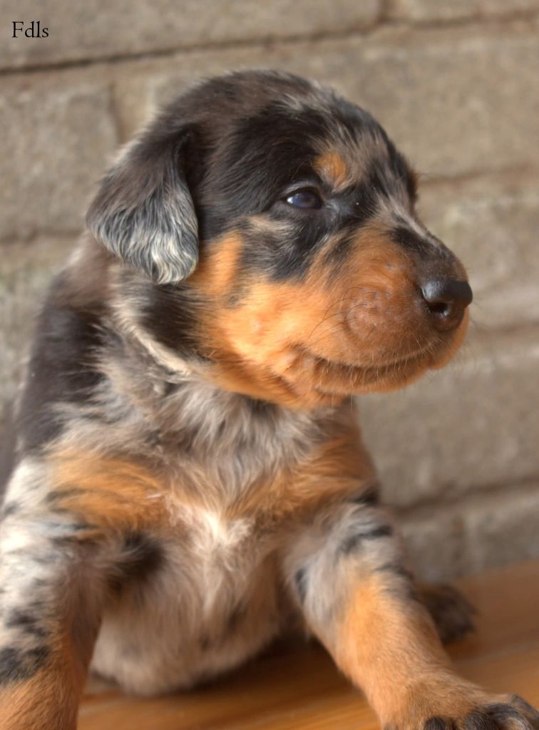 des fontaines de l'eau salée - Chiots disponibles - Berger de Beauce