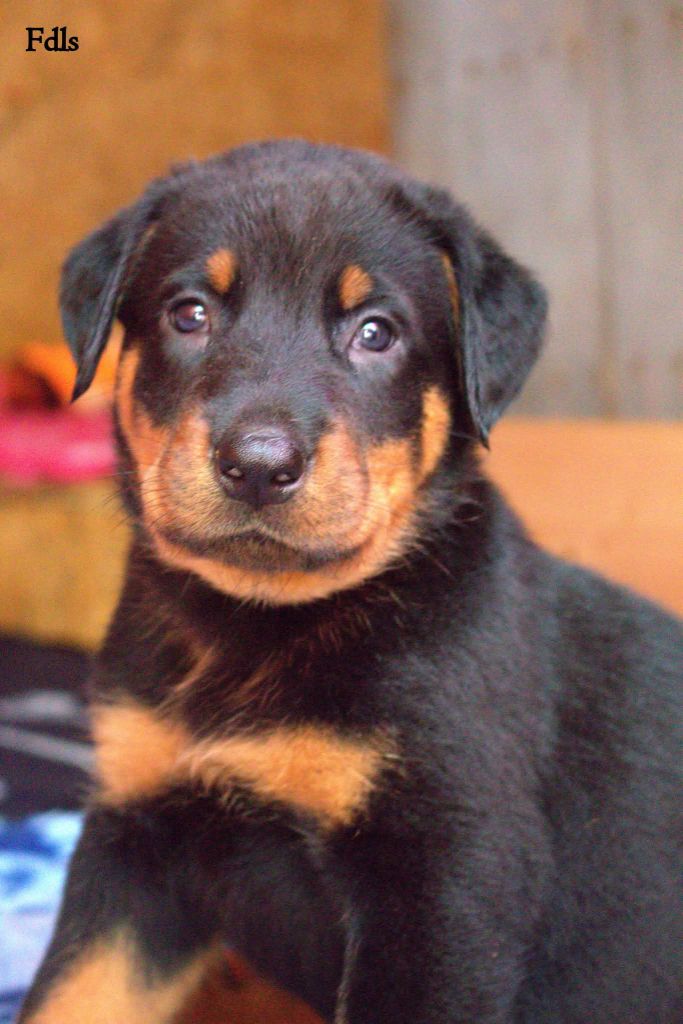 des fontaines de l'eau salée - Chiots disponibles - Berger de Beauce