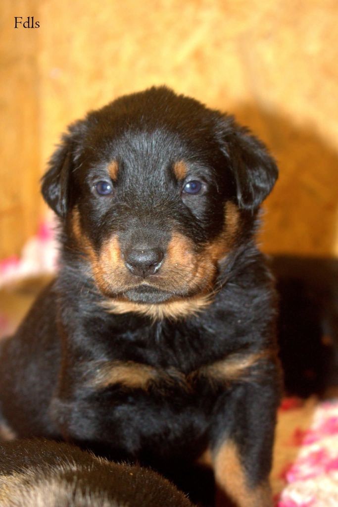 des fontaines de l'eau salée - Chiots disponibles - Berger de Beauce