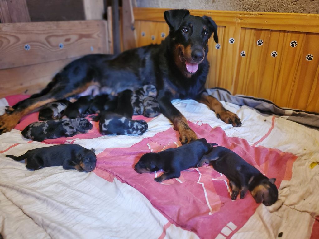 des fontaines de l'eau salée - Chiots disponibles - Berger de Beauce
