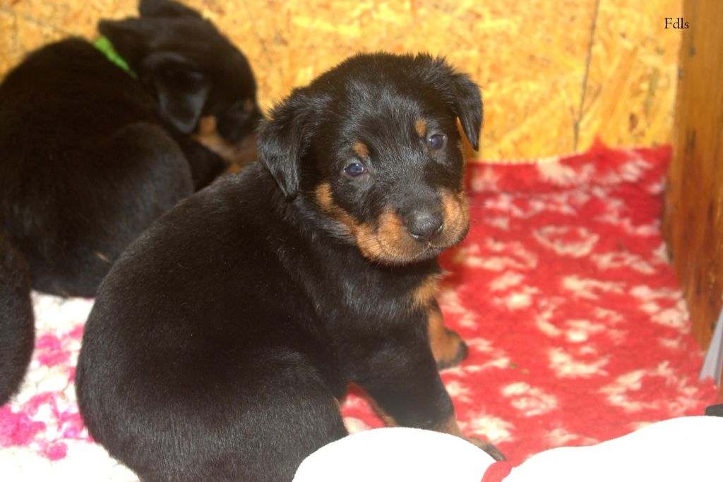des fontaines de l'eau salée - Chiots disponibles - Berger de Beauce
