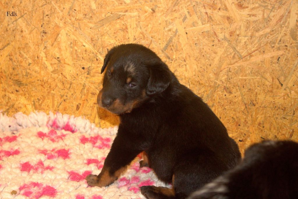 des fontaines de l'eau salée - Chiots disponibles - Berger de Beauce
