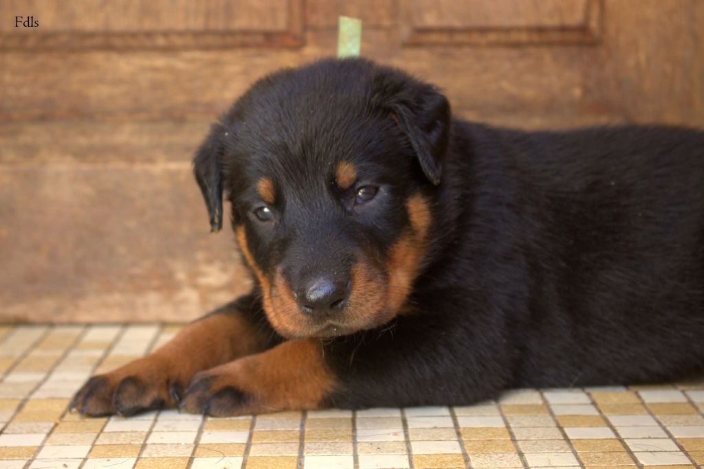 des fontaines de l'eau salée - Chiots disponibles - Berger de Beauce