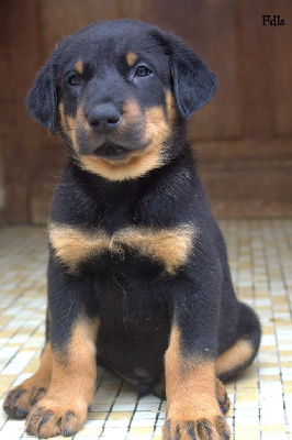 CHIOT 7