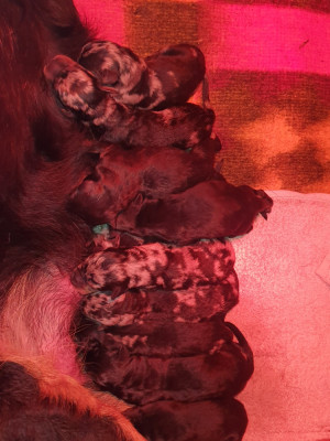 Belinda la clodette dit chipie