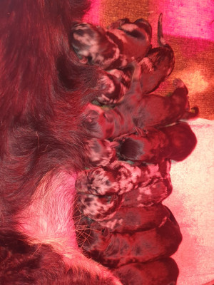 Bubble star blue dite baya