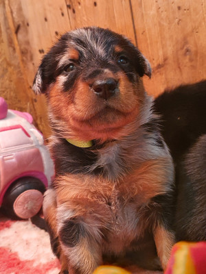 Bubble star blue dite baya