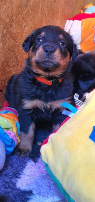 Belinda la clodette dit chipie