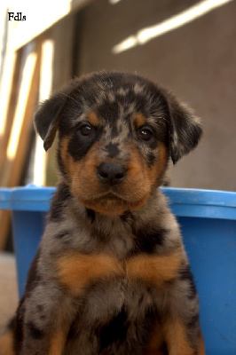 CHIOT 5