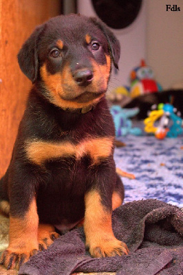 CHIOT 3