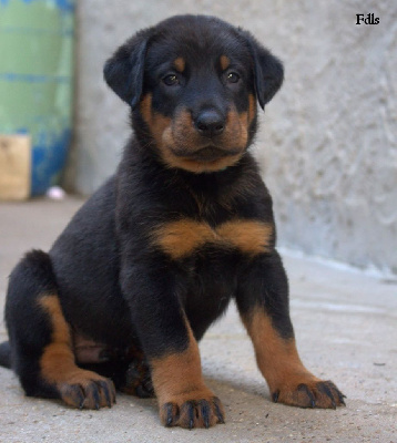 CHIOT 1