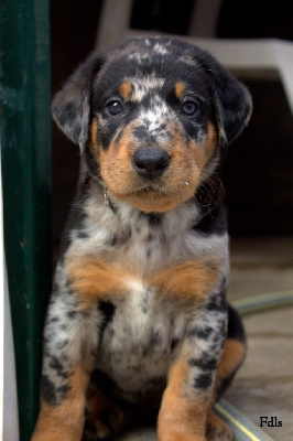 CHIOT 10