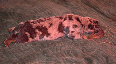 CHIOT 4