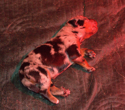 CHIOT 5
