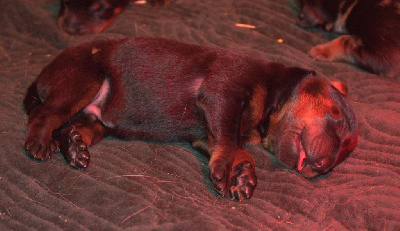 CHIOT 2