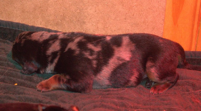 CHIOT 1