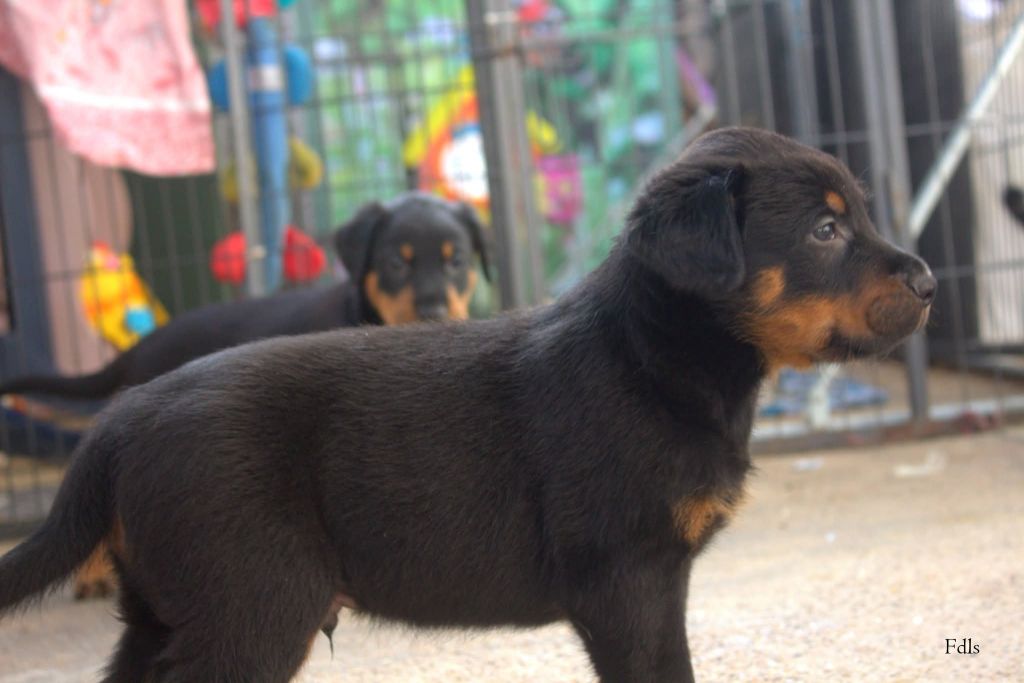 des fontaines de l'eau salée - Chiots disponibles - Berger de Beauce