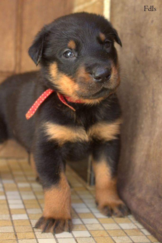 des fontaines de l'eau salée - Chiots disponibles - Berger de Beauce