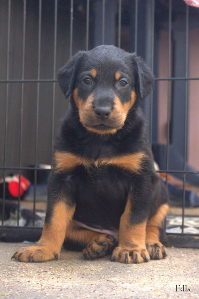 des fontaines de l'eau salée - Chiots disponibles - Berger de Beauce