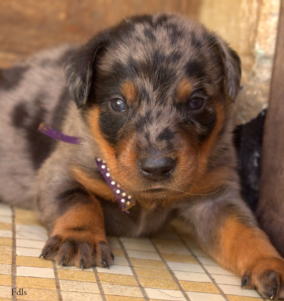 des fontaines de l'eau salée - Chiots disponibles - Berger de Beauce