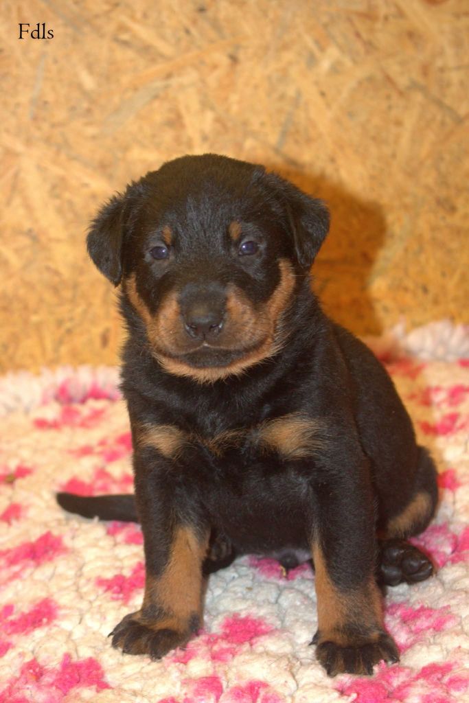 des fontaines de l'eau salée - Chiots disponibles - Berger de Beauce