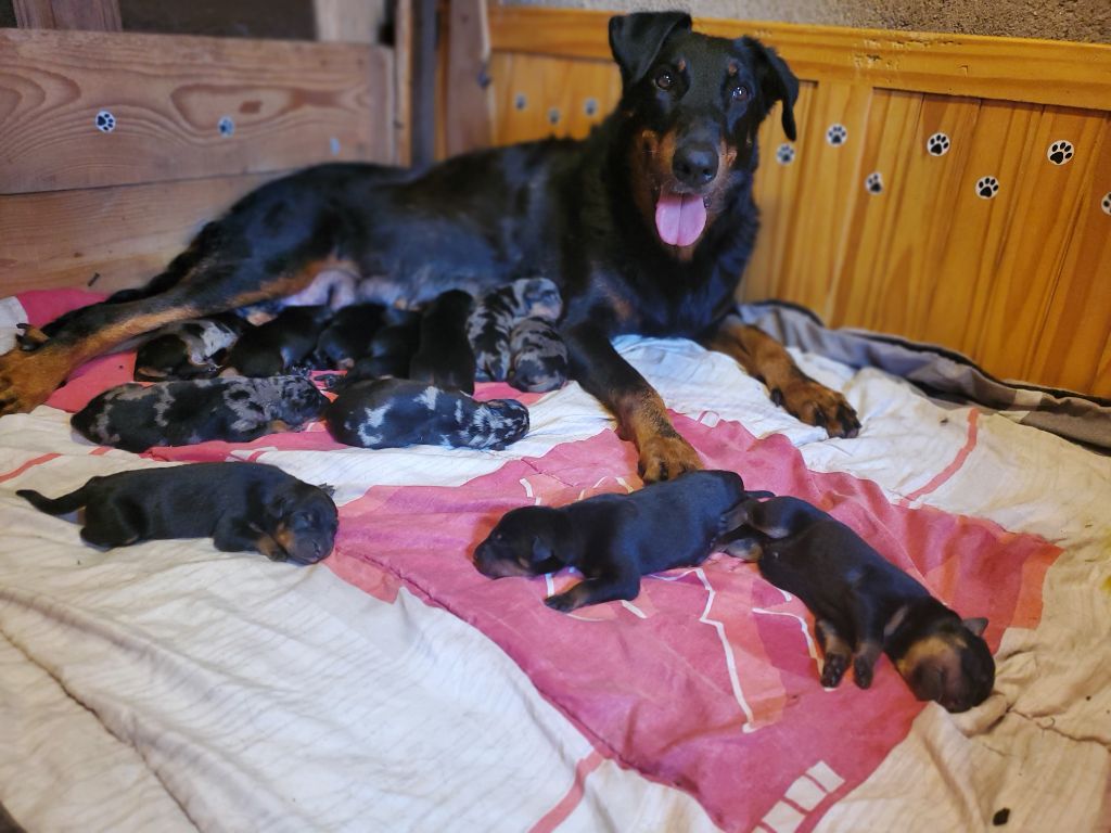 des fontaines de l'eau salée - Chiots disponibles - Berger de Beauce