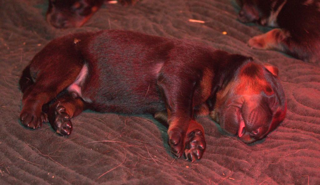 des fontaines de l'eau salée - Chiots disponibles - Berger de Beauce