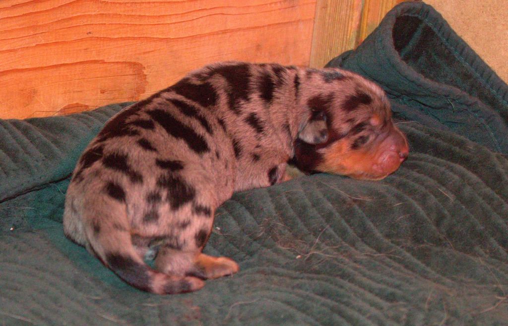 des fontaines de l'eau salée - Chiots disponibles - Berger de Beauce