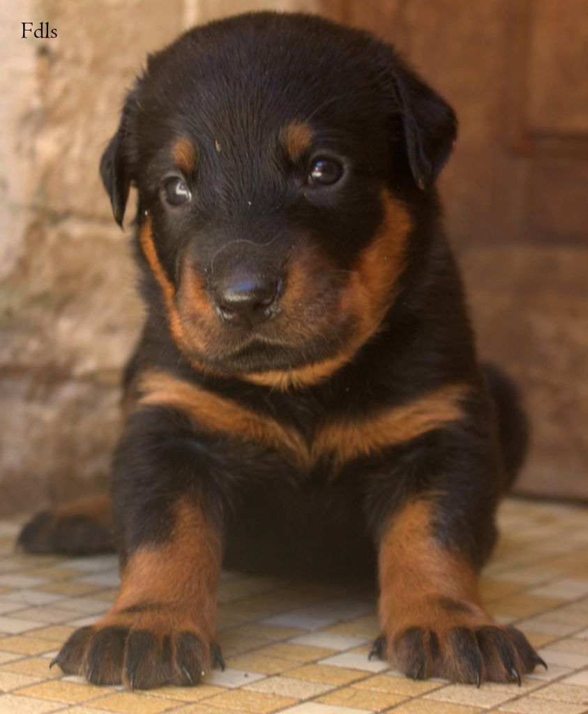 des fontaines de l'eau salée - Chiots disponibles - Berger de Beauce