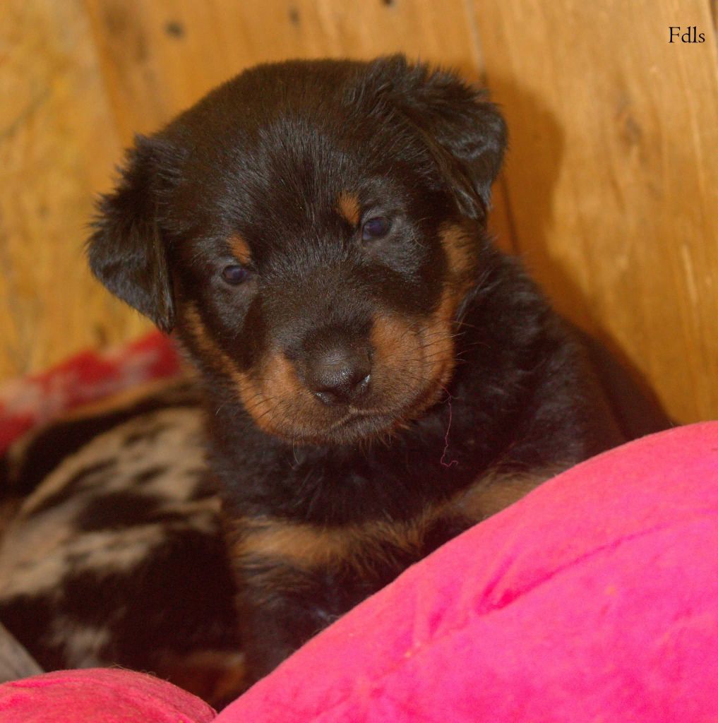 des fontaines de l'eau salée - Chiots disponibles - Berger de Beauce