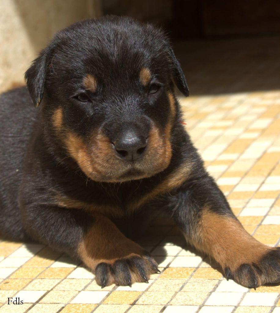 des fontaines de l'eau salée - Chiots disponibles - Berger de Beauce